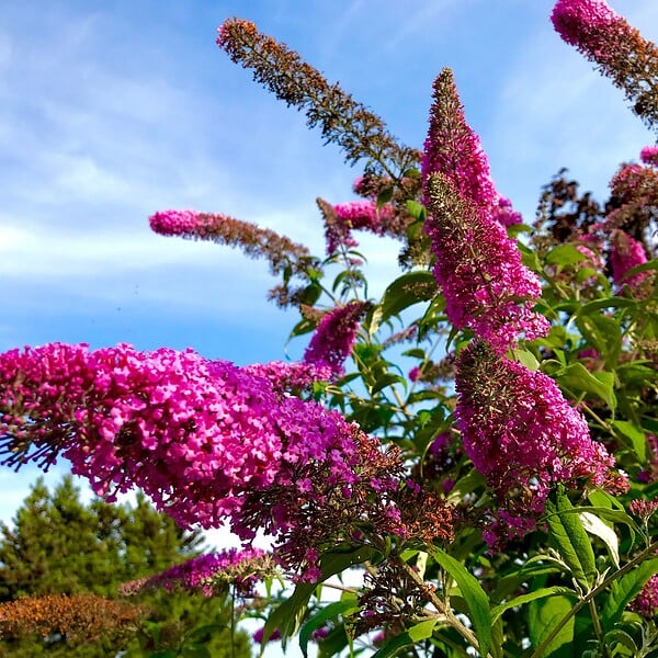 PLANT IN A BOX - Arbre à papillons - Set de 3 - Buddleja davidii 'Pink Delight' - H25-40cm - ⌀9cm - large