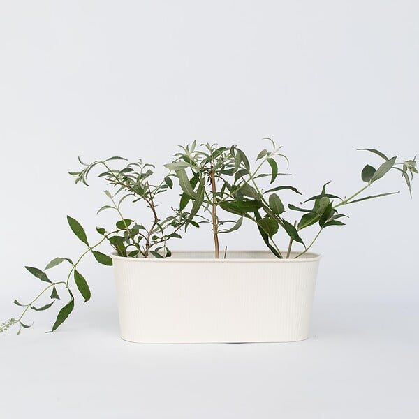 PLANT IN A BOX - Arbre à papillons - Set de 3 - Buddleja davidii 'Pink Delight' - H25-40cm - ⌀9cm - large