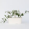 PLANT IN A BOX - Arbre à papillons - Set de 3 - Buddleja davidii 'Pink Delight' - H25-40cm - ⌀9cm - vignette