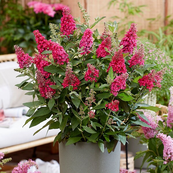 PLANT IN A BOX - Arbre à papillons - Set de 2 - Buddleja davidii 'Candy' - H30-40cm - ⌀19cm - large
