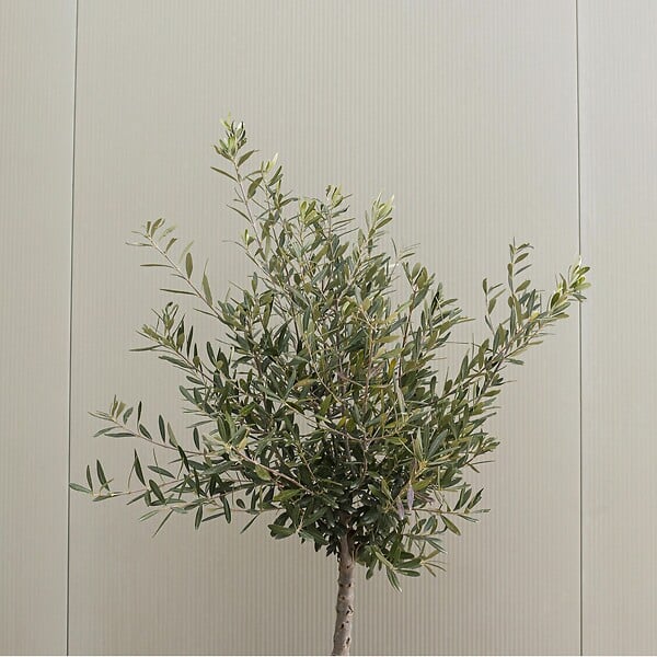 PLANT IN A BOX - Olivier - Set de 2 - Olea europaea - Hauteur 90-100cm - ⌀21cm - large