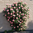 PLANT IN A BOX - Camélia - Set de 2 - Camellia japonica 'Bonomiana' - Hauteur 50-60cm - ⌀15cm - vignette