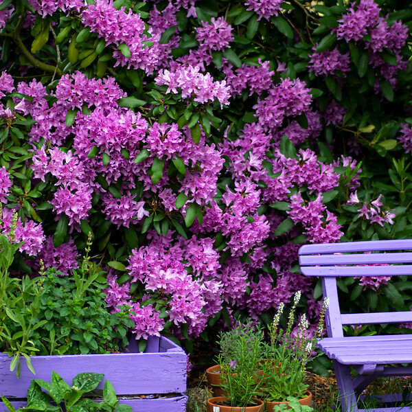 PLANT IN A BOX - Buisson à fleurs - Set de 3 - Rhododendron 'Catawbiense' - H25-40cm - ⌀9cm - large