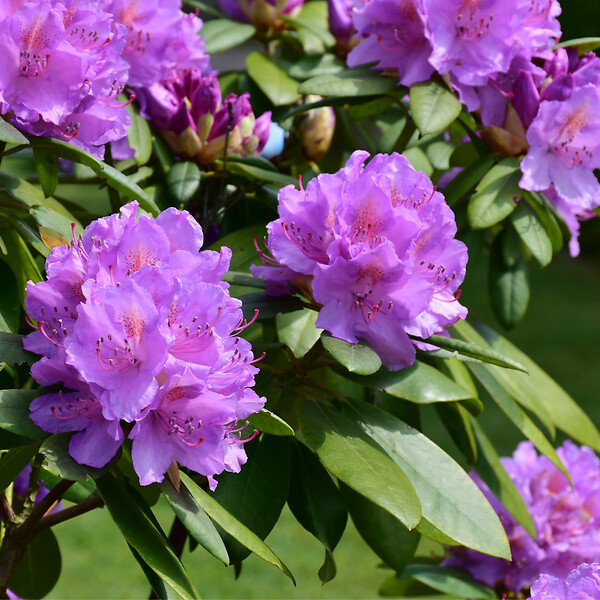 PLANT IN A BOX - Buisson à fleurs - Set de 3 - Rhododendron 'Catawbiense' - H25-40cm - ⌀9cm - large