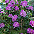 PLANT IN A BOX - Buisson à fleurs - Set de 3 - Rhododendron 'Catawbiense' - H25-40cm - ⌀9cm - vignette