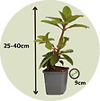 PLANT IN A BOX - Buisson à fleurs - Set de 3 - Rhododendron 'Catawbiense' - H25-40cm - ⌀9cm - vignette