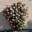 PLANT IN A BOX - Camélia - Camellia japonica 'Bonomiana' - Hauteur 50-60cm - ⌀15cm - vignette