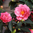 PLANT IN A BOX - Camélia - Set de 3 - Camellia japonica 'Bonomiana' - Hauteur 25-40cm - ⌀9cm - vignette