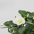 PLANT IN A BOX - Rose de Noël - Set de 3 - Helleborus niger 'Mont Blanc' - H20-30cm - ⌀12cm - vignette