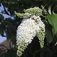 PLANT IN A BOX - Arbre à papillons - Set de 3 - Buddleja davidii 'Profusion' - H25-40cm - ⌀9cm - vignette