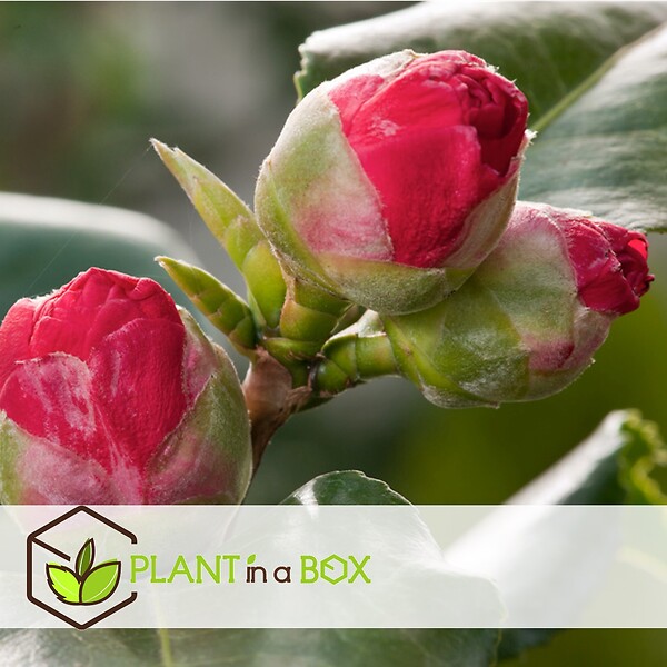 PLANT IN A BOX - Camélia - Camellia japonica 'Lady Campbell' - Hauteur 60-70cm - ⌀19cm - large