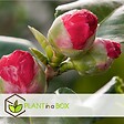 PLANT IN A BOX - Camélia - Camellia japonica 'Lady Campbell' - Hauteur 60-70cm - ⌀19cm - vignette