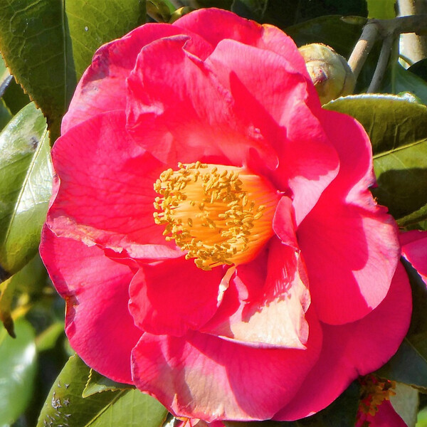 PLANT IN A BOX - Camélia - Set de 2 - Camellia japonica 'Lady Campbell' - Hauteur 60-70cm - ⌀19cm - large