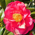 PLANT IN A BOX - Camélia - Set de 2 - Camellia japonica 'Lady Campbell' - Hauteur 60-70cm - ⌀19cm - vignette