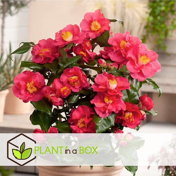 PLANT IN A BOX - Camélia - Set de 2 - Camellia japonica 'Lady Campbell' - Hauteur 60-70cm - ⌀19cm - large