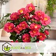 PLANT IN A BOX - Camélia - Set de 2 - Camellia japonica 'Lady Campbell' - Hauteur 60-70cm - ⌀19cm - vignette