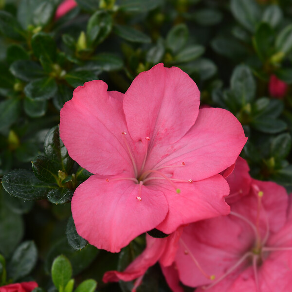 PLANT IN A BOX - Azalée - Set de 4 - Rhododendron azalea 'Anouk' - Hauteur 25-40cm - ⌀17cm - large