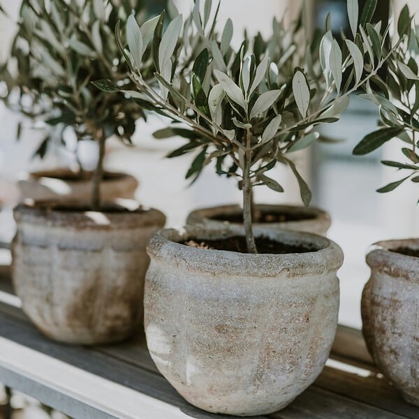 PLANT IN A BOX - Olivier - Olea europaea - Hauteur 60-70cm - ⌀17cm - large