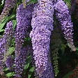 PLANT IN A BOX - Arbre à papillons - Set de 6 - Buddleja davidii - Hauteur 25-40cm - ⌀9cm - vignette