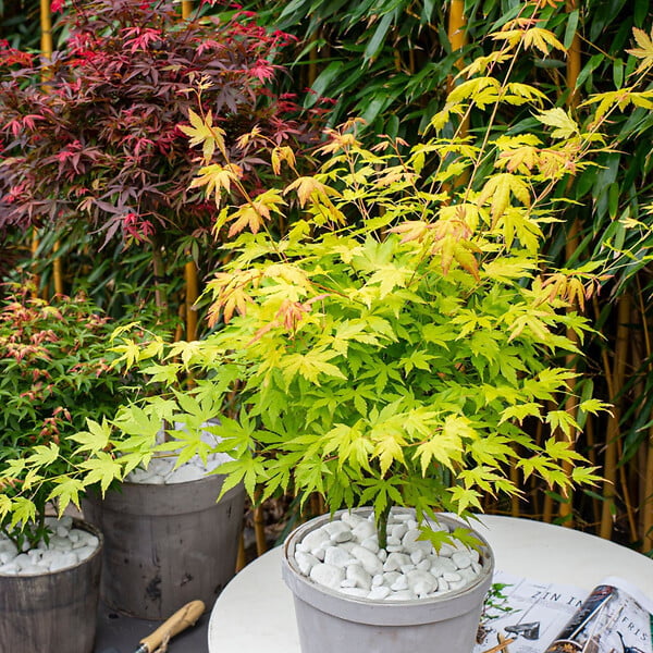 PLANT IN A BOX - Érable du Japon - Acer palmatum 'Orange Lace' - Hauteur 60-70cm - ⌀19cm - large