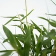 PLANT IN A BOX - Bambou non-traçant - Set de 6 - Fargesia 'Asian Wonder' - H25-40cm - ⌀13cm - vignette