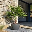 PLANT IN A BOX - Palmier nain - Chamaerops humilis - Hauteur 70-80cm - ⌀21cm - vignette