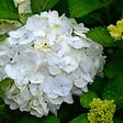 PLANT IN A BOX - Hortensia - Set de 3 - Hydrangea macrophylla 'Wudu' - Hauteur 25-40cm - ⌀9cm - vignette