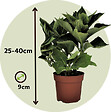 PLANT IN A BOX - Hortensia - Set de 3 - Hydrangea macrophylla 'Wudu' - Hauteur 25-40cm - ⌀9cm - vignette