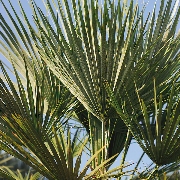 BLOOMIQUE - Trachycarpus Wagnerianus - Palmier éventail - Palmier rustique - H. 60-80 cm - P. 21 cm - large