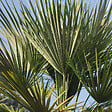 BLOOMIQUE - Trachycarpus Wagnerianus - Palmier éventail - Palmier rustique - H. 60-80 cm - P. 21 cm - vignette