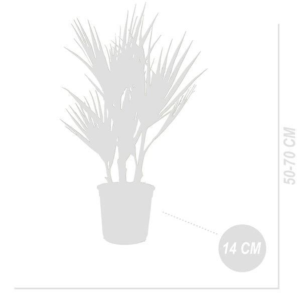 BLOOMIQUE - Lot de 2 - Washingtonia Robusta - Palmier éventail mexicain - H. 50-60 cm - P. 14 cm - large