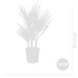BLOOMIQUE - Lot de 2 - Washingtonia Robusta - Palmier éventail mexicain - H. 50-60 cm - P. 14 cm - vignette