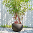 PLANT IN A BOX - Bambou - Set de 3 - Fargesia 'Asian Wonder' - Hauteur 25-40cm - ⌀13cm - vignette