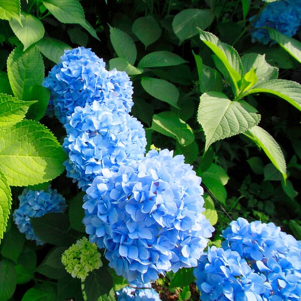 PLANT IN A BOX - Hortensia - Set de 3 - Hydrangea macrophylla 'Early Blue' - H25-40cm - ⌀9cm - large
