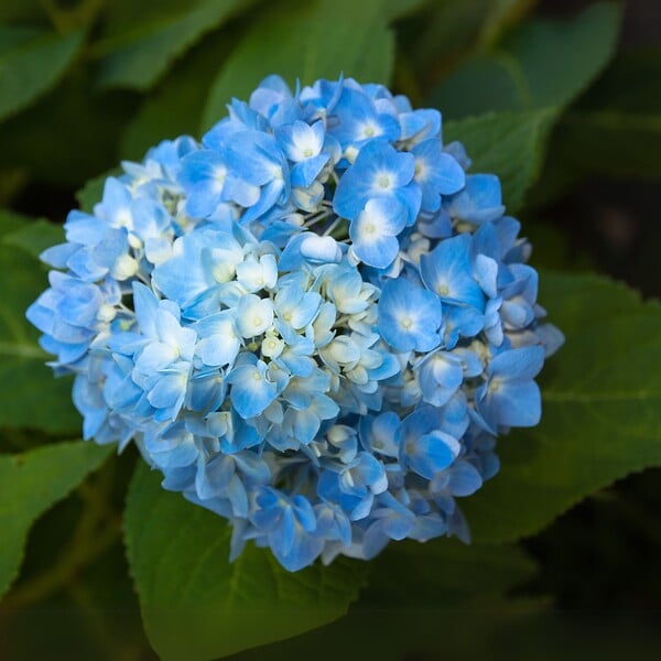 PLANT IN A BOX - Hortensia - Set de 6 - Hydrangea macrophylla 'Early Blue' - H25-40cm - ⌀9cm - large