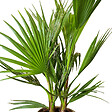 BLOOMIQUE - Washingtonia Robusta - Palmier éventail mexicain - Palmier rustique - H. 60-80 cm - P. 17 cm - vignette