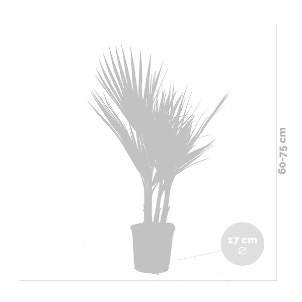 BLOOMIQUE - Washingtonia Robusta - Palmier éventail mexicain - Palmier rustique - H. 60-80 cm - P. 17 cm - large