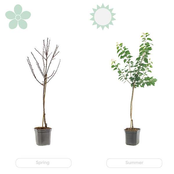 BLOOMIQUE - Citrus Limon - Citronnier - Agrume - Arbre fruitier - Plantes de jardin - H. 50-70 cm - P. 19 cm - large