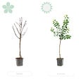 BLOOMIQUE - Citrus Limon - Citronnier - Agrume - Arbre fruitier - Plantes de jardin - H. 50-70 cm - P. 19 cm - vignette