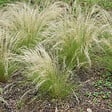 PLANT IN A BOX - Herbe aux plumes - Set de 9 - Stipa tenuifolia 'Pony Tails' - H20-30cm - ⌀9cm - vignette