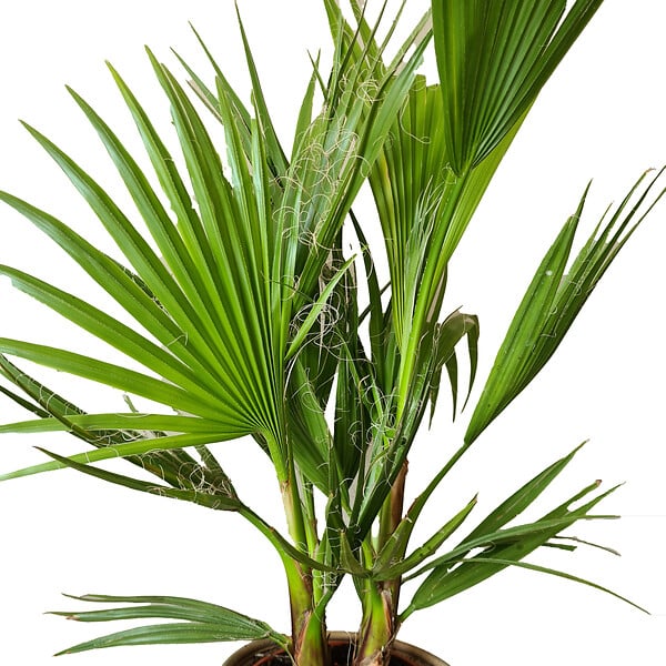 BLOOMIQUE - Washingtonia Robusta - Palmier éventail mexicain - Palmier rustique - H. 80-100 cm - P. 21 cm - large