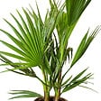 BLOOMIQUE - Washingtonia Robusta - Palmier éventail mexicain - Palmier rustique - H. 80-100 cm - P. 21 cm - vignette