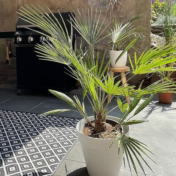 BLOOMIQUE - Washingtonia Robusta - Palmier éventail mexicain - Palmier rustique - H. 80-100 cm - P. 21 cm - large