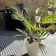 BLOOMIQUE - Washingtonia Robusta - Palmier éventail mexicain - Palmier rustique - H. 80-100 cm - P. 21 cm - vignette