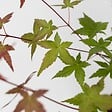PLANT IN A BOX - érable du Japon - Set de 2 - Acer palmatum 'Beni Maiko' - H60-70cm - âŒ€19cm - vignette