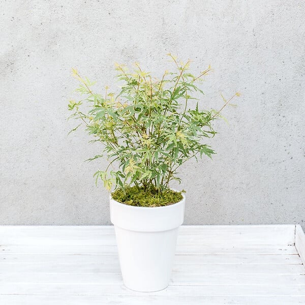 PLANT IN A BOX - érable du Japon - Acer palmatum 'Butterfly' - Hauteur 35-55cm - âŒ€15cm - large