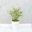 PLANT IN A BOX - érable du Japon - Acer palmatum 'Butterfly' - Hauteur 35-55cm - âŒ€15cm - vignette