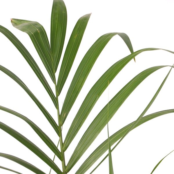 PLANT IN A BOX - Palmier Kentia - Howea forsteriana - Hauteur 90-100cm - ⌀18cm - large