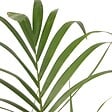 PLANT IN A BOX - Palmier Kentia - Howea forsteriana - Hauteur 90-100cm - ⌀18cm - vignette