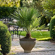 PLANT IN A BOX - Palmier nain - Chamaerops humilis - Hauteur 50-60cm - ⌀15cm - vignette